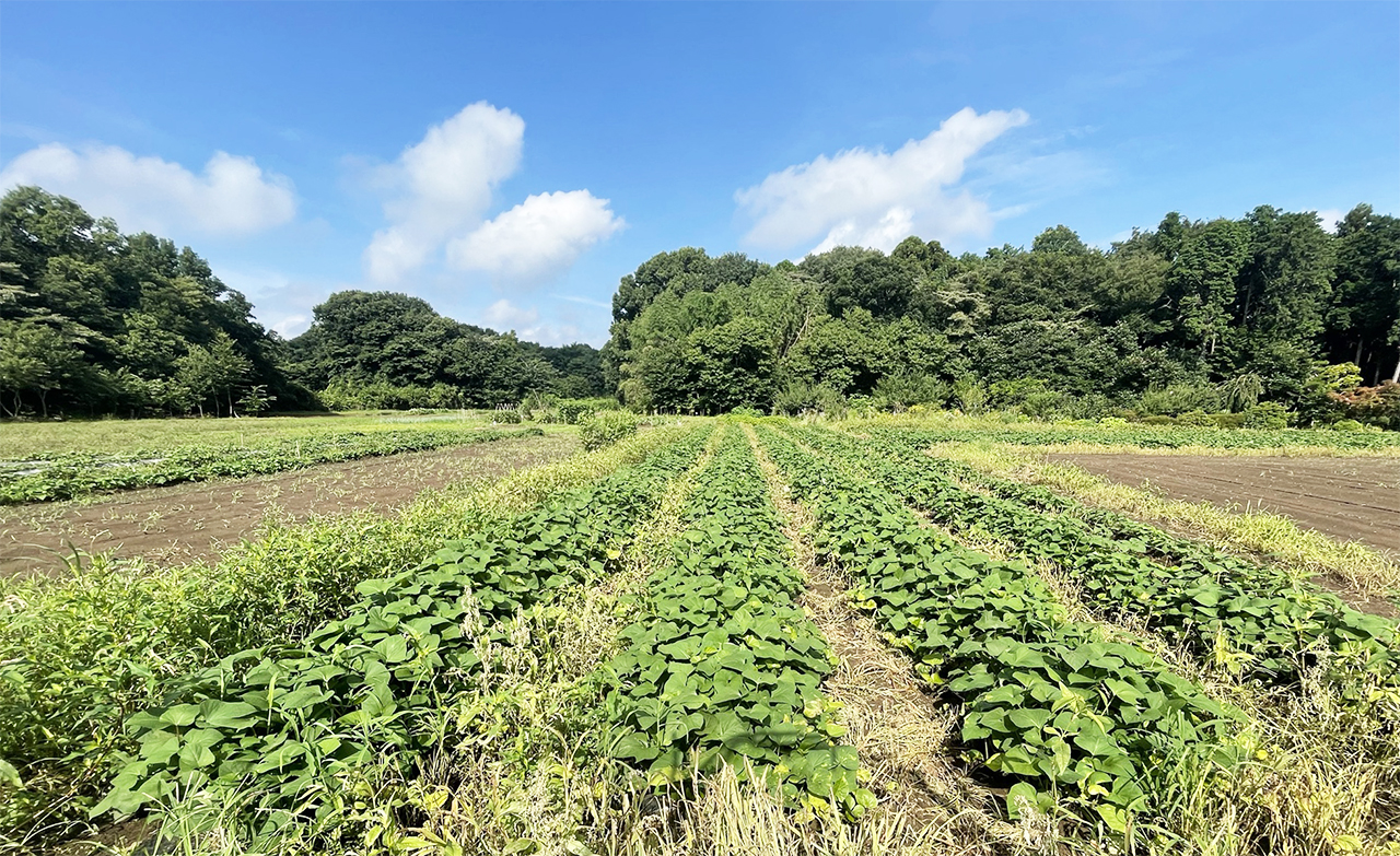 7月下旬サツマイモ畑