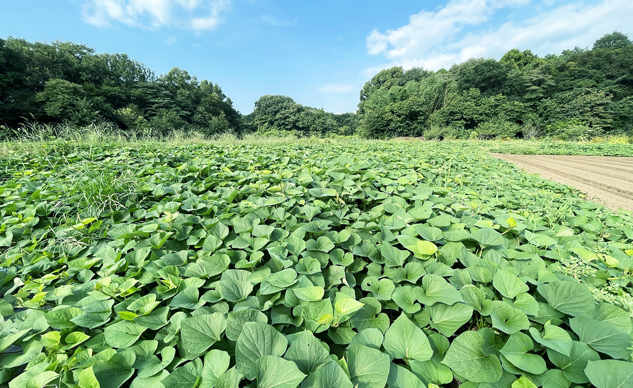 8月下旬生い茂るサツマイモ