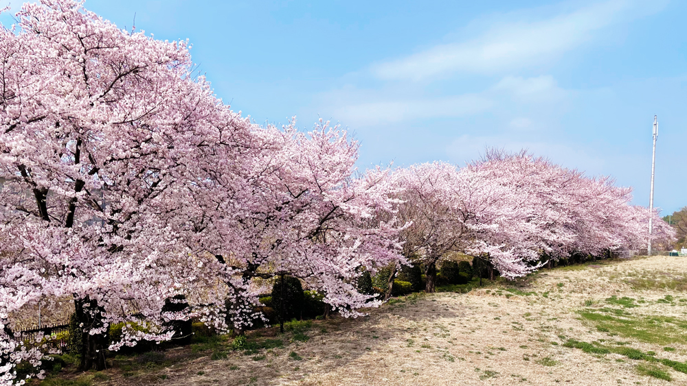 桜の写真