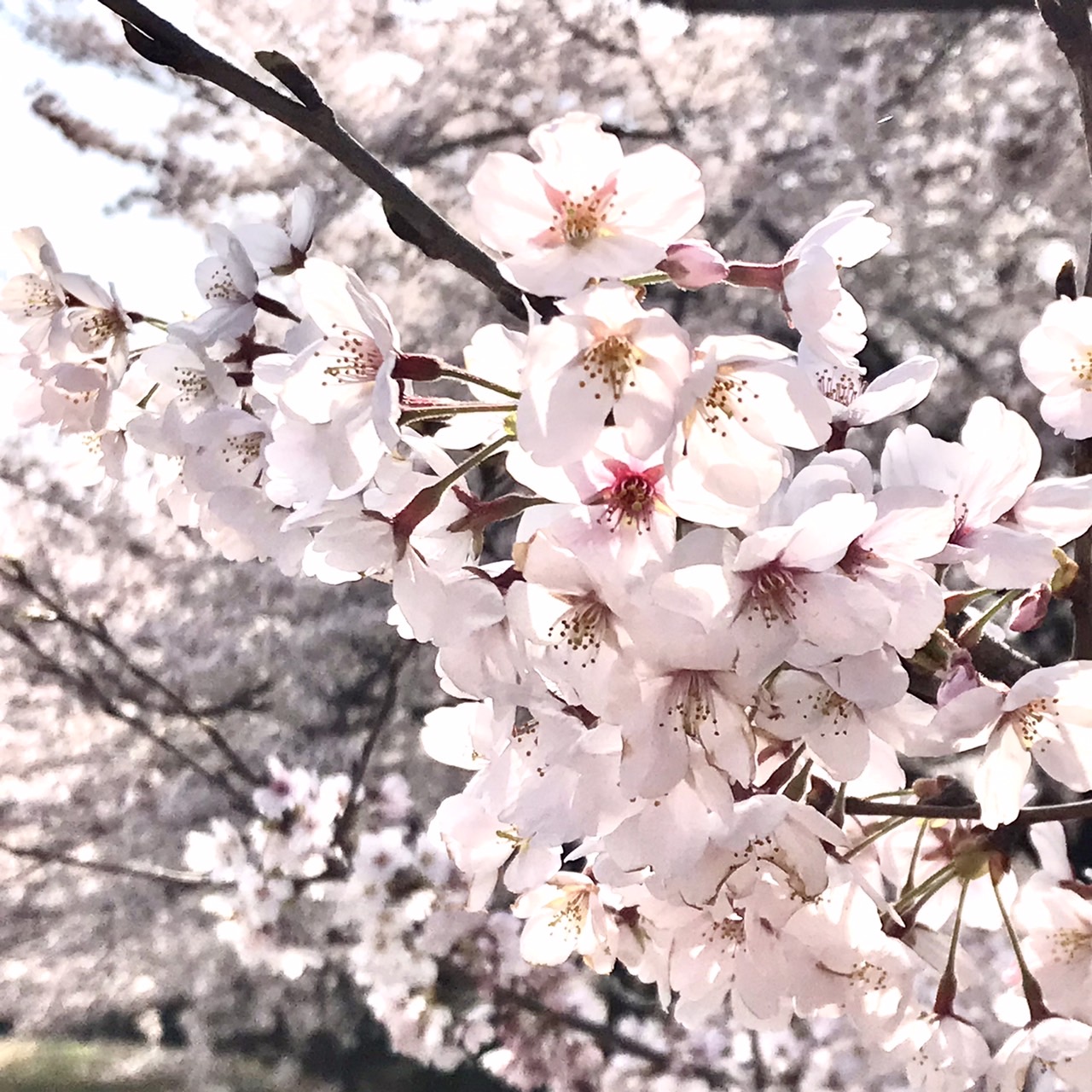 桜の写真