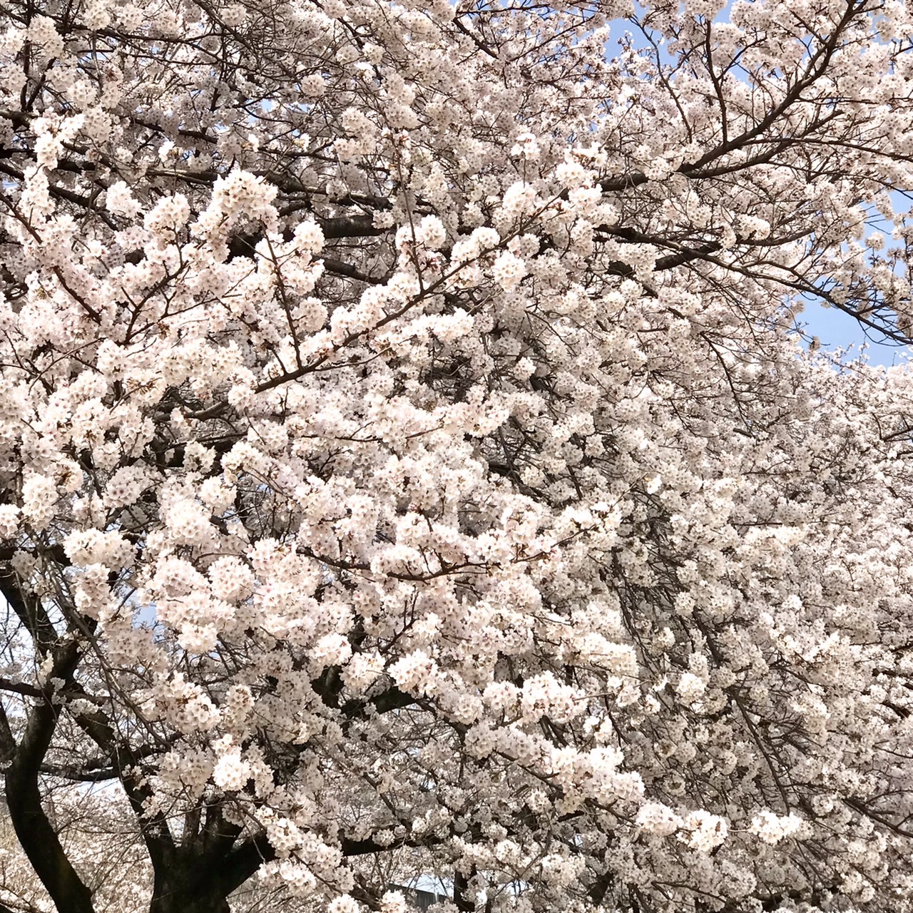 桜の写真