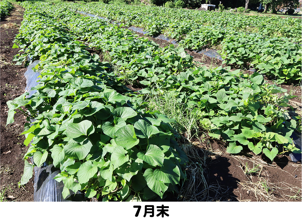 さつま芋7月