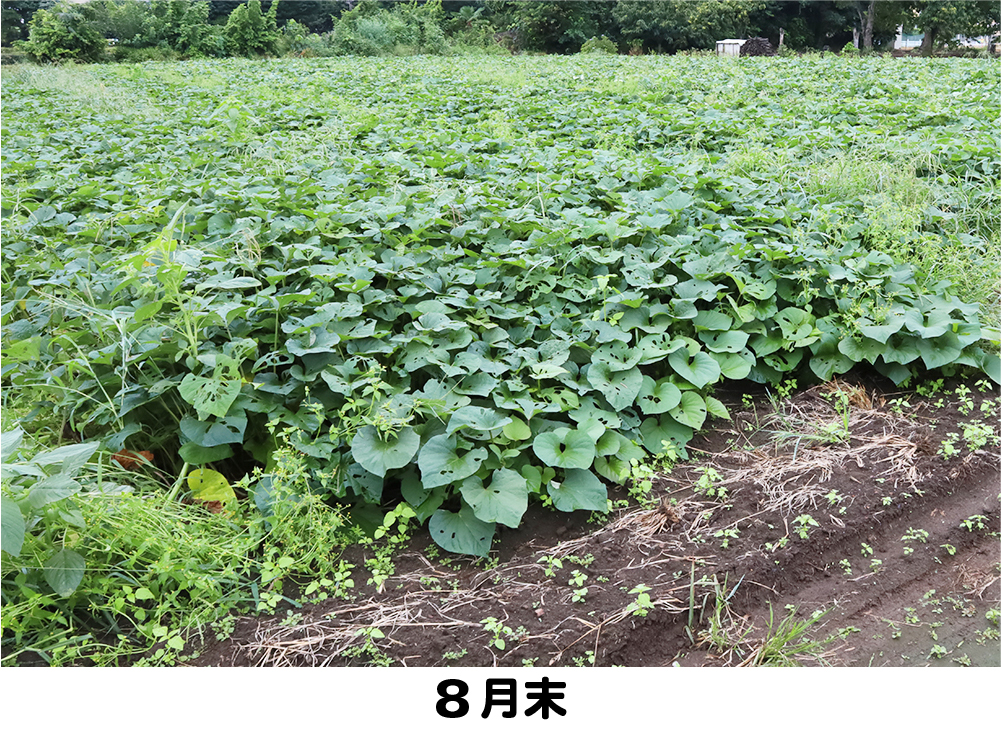 さつま芋8月