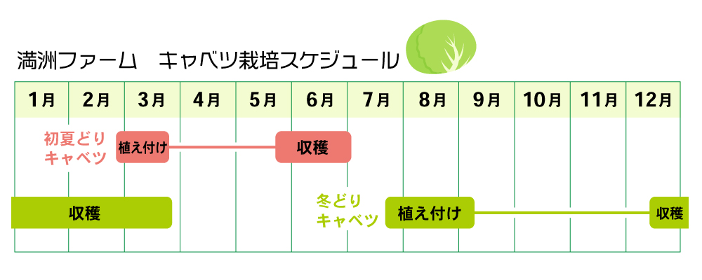 定植のスケジュール