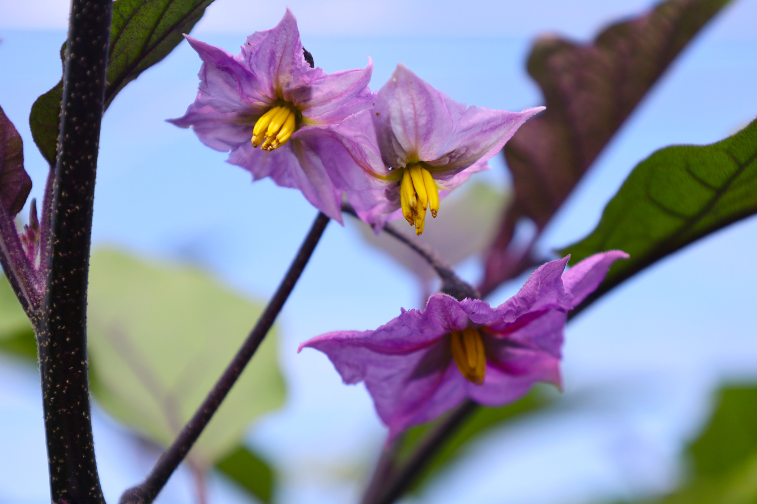 なすの花